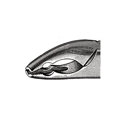 Hu-Friedy #150AS Split Beak Serrated Extraction Forceps, Upper Anteriors and Premolars, Stainless Steel thumbnail 9