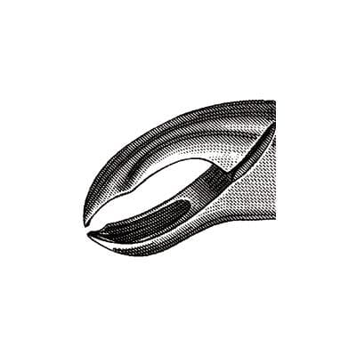 Miltex #217 Universal Extracting Forceps, 1st & 2nd Lower Molar, Stainless Steel, 1/Pkg thumbnail 4