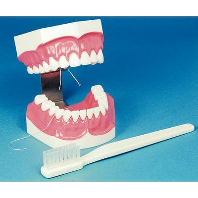 Hager Worldwide Brush-N-Floss Full Mouth Training Model with Oversized Toothbrush, 355636 thumbnail 4