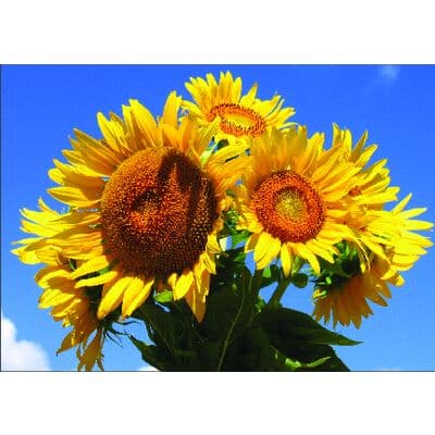 Floral Personalized Postcards, Sunflowers In Sky, 6" W x 4-1/4" H, 100/Pkg - Floral Personalized Postcards, 100/Pkg - Sunflowers In Sky, 6" W x 4-1/4" H, 100/Pkg - Image 1