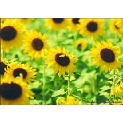 Floral 4-Up Laser Postcards, Sunflower Field, 5-1/2" W x 4-1/4" H, 100/Pkg - Floral 4-Up Laser Postcards, 100/Pkg - Sunflower Field, 5-1/2" W x 4-1/4" H - Image 1