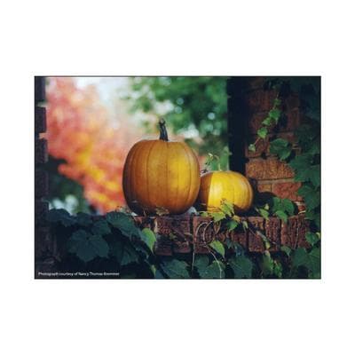 Fall Personalized Postcards, Pumpkins, 6" W x 4-1/4" H, 100/Pkg - Fall Personalized Postcards, 100/Pkg - Pumpkins, 6" W x 4-1/4" H - Image 1