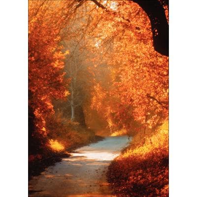Fall 4-Up Laser Postcards, Autumn Path, 4-1/4" W x 5-1/2" H, 100/Pkg - Fall 4-Up Laser Postcards, 100/Pkg - Autumn Path, 4-1/4" W x 5-1/2" H - Image 1