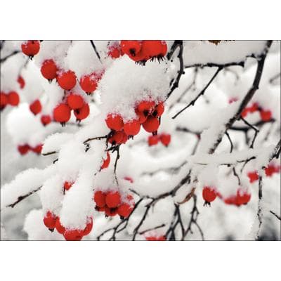 Winter Personalized Postcard, Winter Berries Design, 6" W x 4-1/4" H, 100/Pkg - Winter Personalized Postcard, 100/Pkg - Winter Berries, 6" W x 4-1/4" H - Image 1