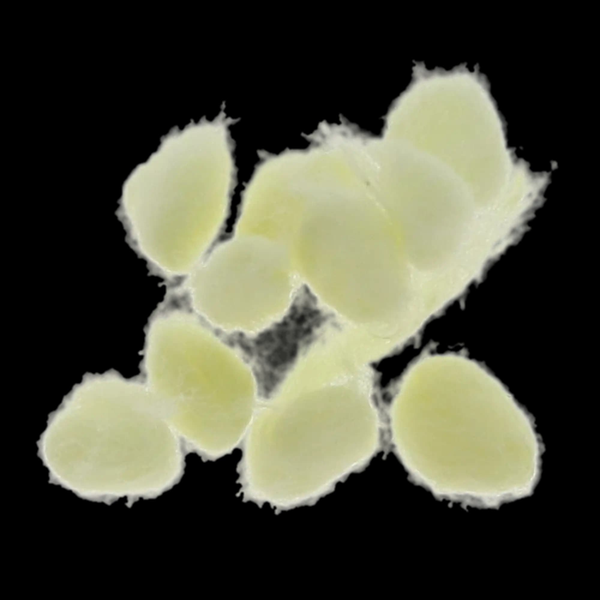 EpiDri Hemostatic Cotton Pellets with Epinephrine, Size #3 (4mm), Yellow, 1.9 mg Racemic Epinephrine HCl per Pellet, 350/Box, 12-100 thumbnail 2