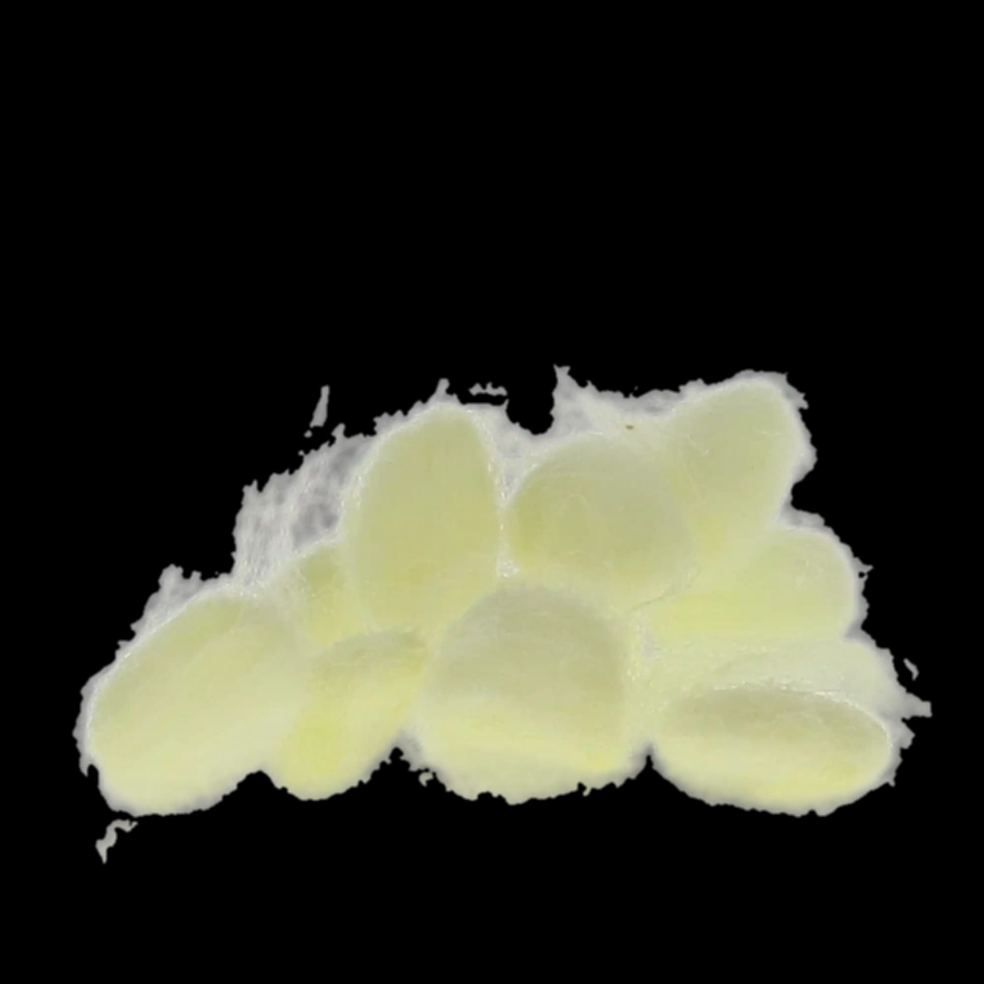 EpiDri Hemostatic Cotton Pellets with Epinephrine, Size #3 (4mm), Yellow, 1.9 mg Racemic Epinephrine HCl per Pellet, 350/Box, 12-100 thumbnail 6