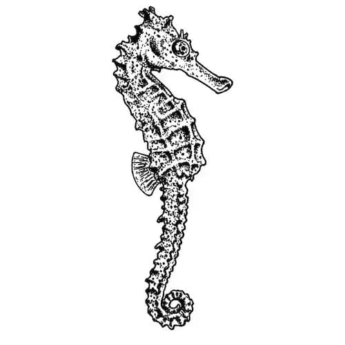Ortho Technology Creatures of the Sea Natural Latex Elastics, Light Force, 3/16", Seahorse (Amber), 50 Packs of 100 (5000/Bx), 500-102 thumbnail 2