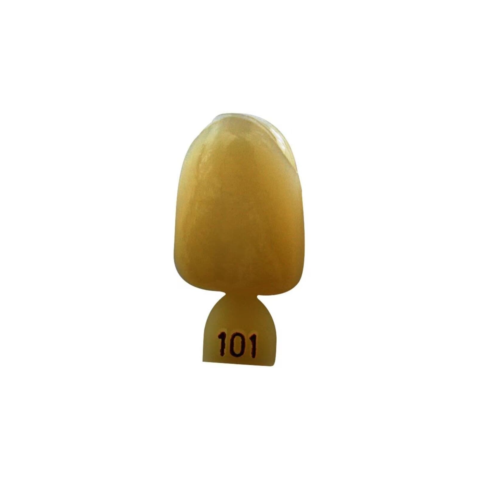 Directa Polycarbonate Temporary Crown #101, Upper Central, Translucent, 5/Pack thumbnail 3