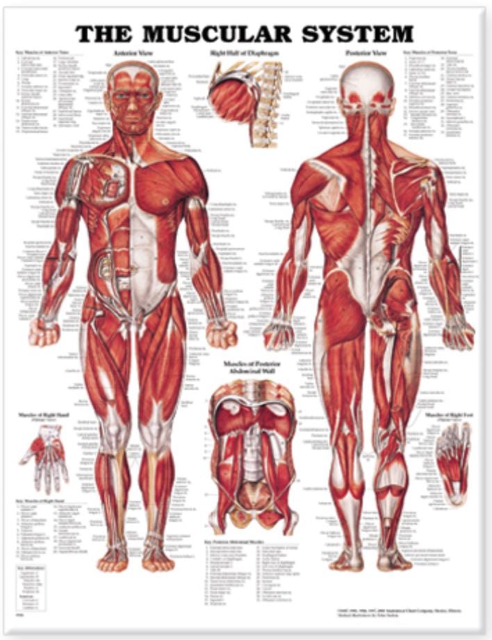 The Muscular System Anatomical Chart, 20" x 26", Flexible, Each
