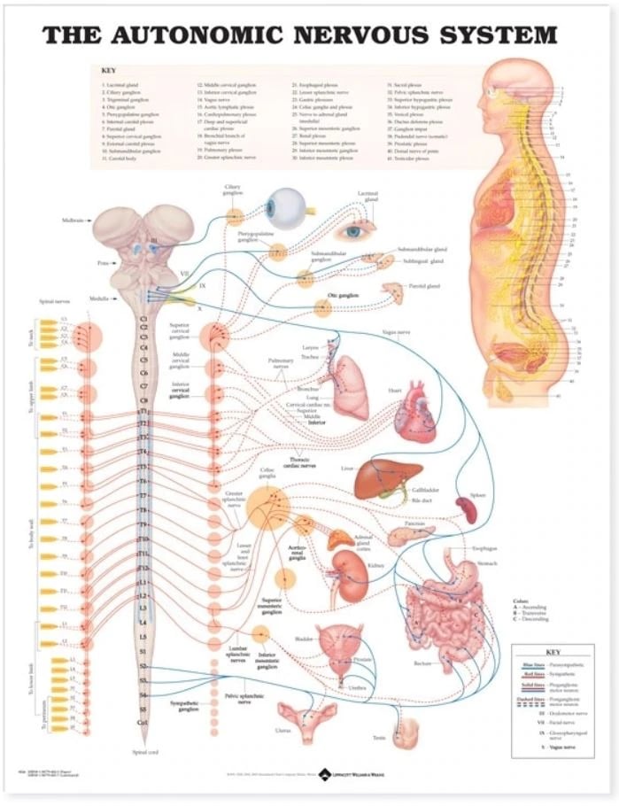 The Autonomic Nervous System Anatomical Chart, 20" x 26", Flexible, Each