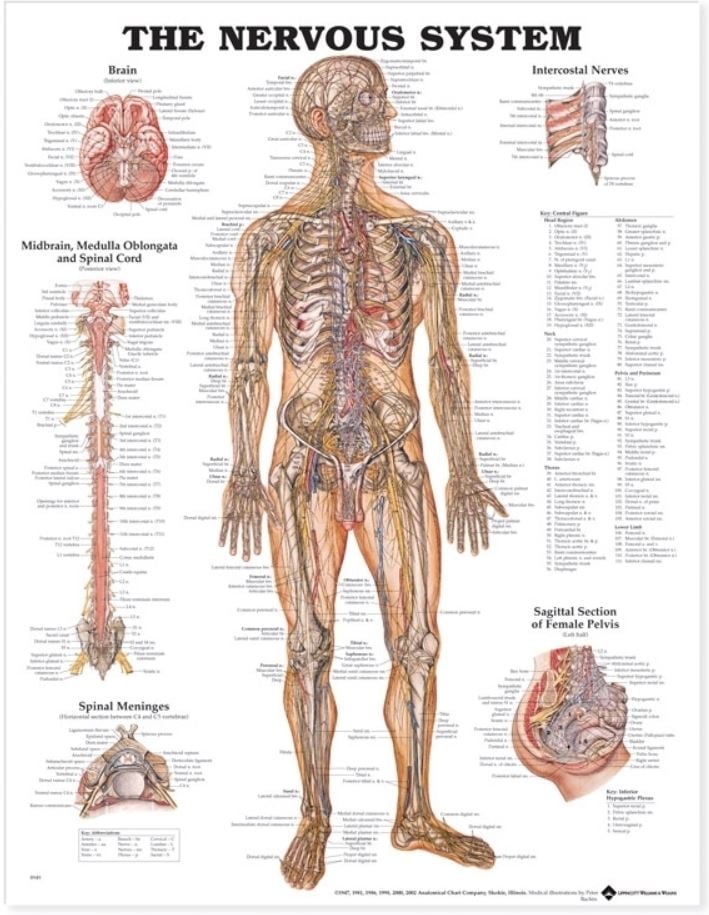 The Nervous System Anatomical Chart, 20" x 26", Laminated, Each