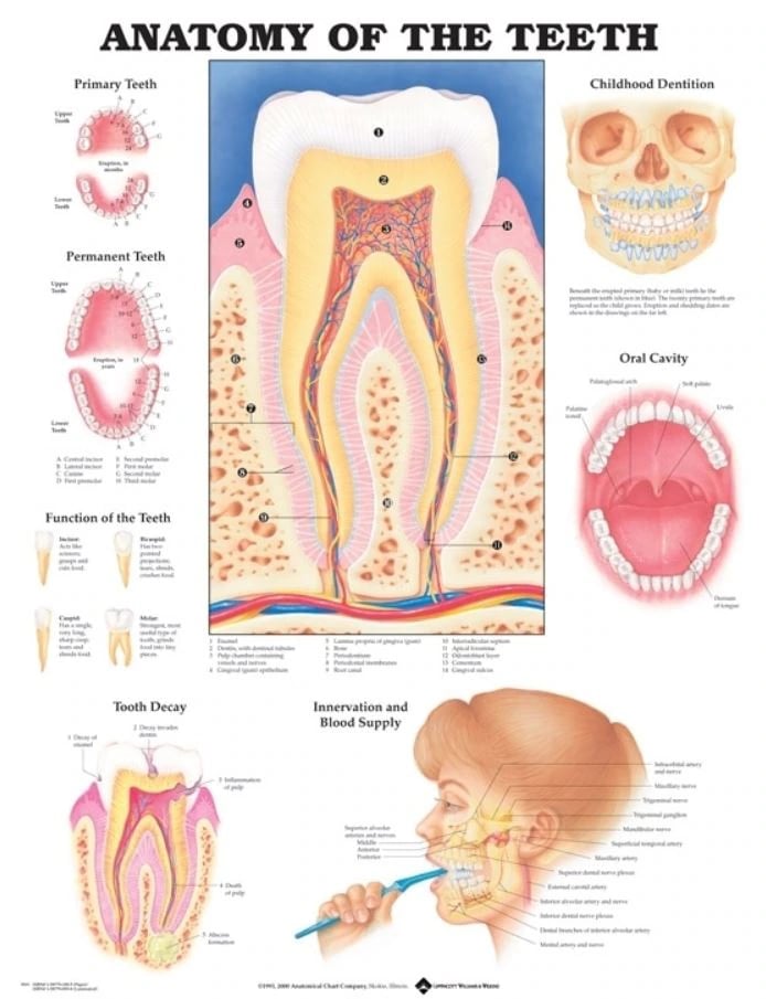 Poster Anatomy of the Teeth, 20 in x 26 in, Laminated