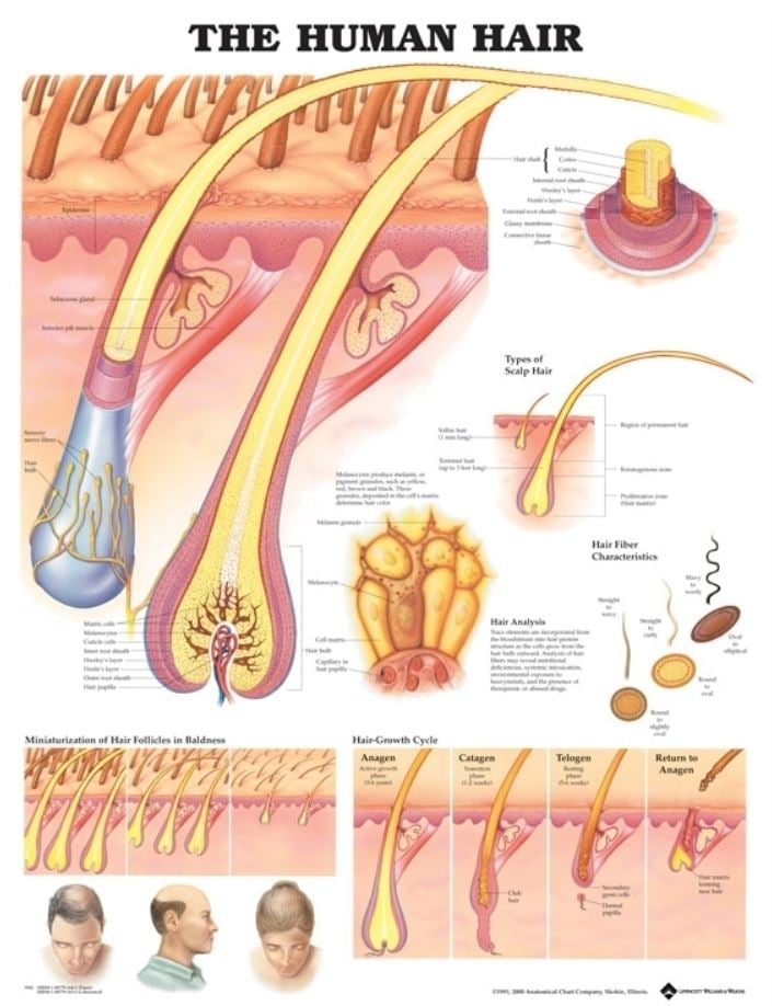 Human Hair Anatomical Chart, 20" x 26", Each