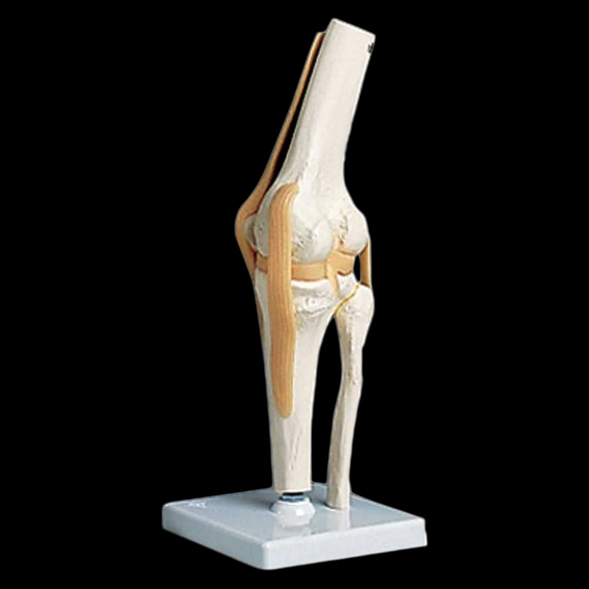 Alimed Functional Knee Joint Anatomical Model, Removable, 4.7" x 4.7" x 13.4"
