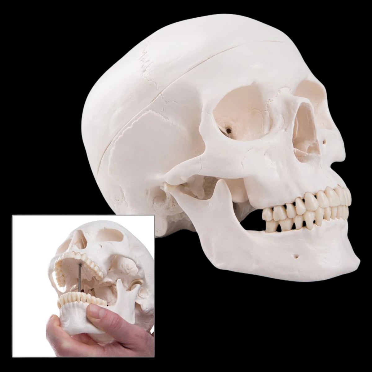 Classic Skull Human Anatomical Model, 5.5x8x6"