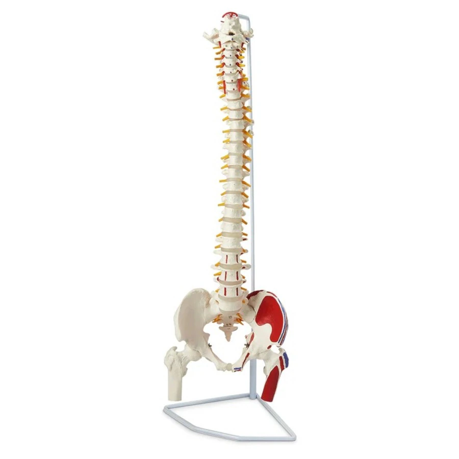 Vertebral Column Anatomical Model with Femur Heads, Muscle Insertions, and Removable Sacral/Chest, Flexible Mounted, 8x8x37"