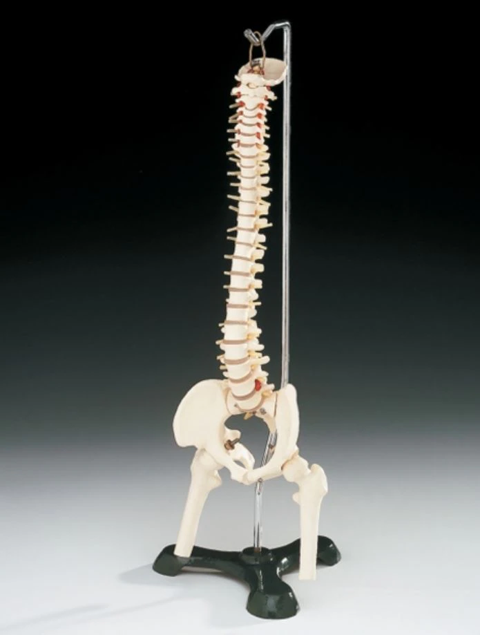 Flexible Desk-Size Vertebral Column Anatomical Model, Adult, 18-1/2"