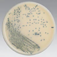 Remel Spectra MRSA Culture Monoplate, 10/Package