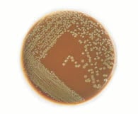 Remel Chocolate Agar Spacesaver Plate, Enriched, 150/Package