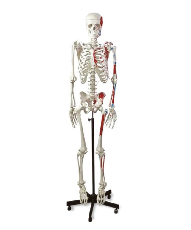 Human Muscular Skeleton Anatomical Model with 5-Caster Stand, 5-1/2 ft