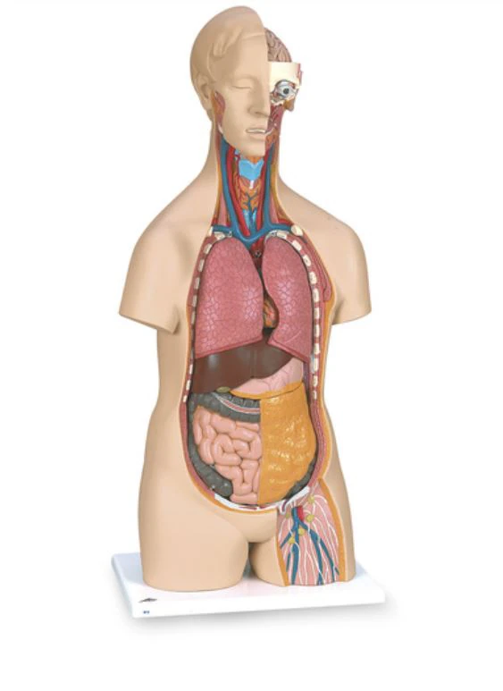 Classic 3B Scientific Unisex Adult Torso Model with Head, 34-1/4 x 15 x 9-7/8 in, 3-Part Head, 2-Part Heart, 2-Part Intestine System