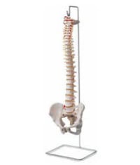 Vertebral Column Anatomical Model, 29" (Patterson Med/Sammons Preston)