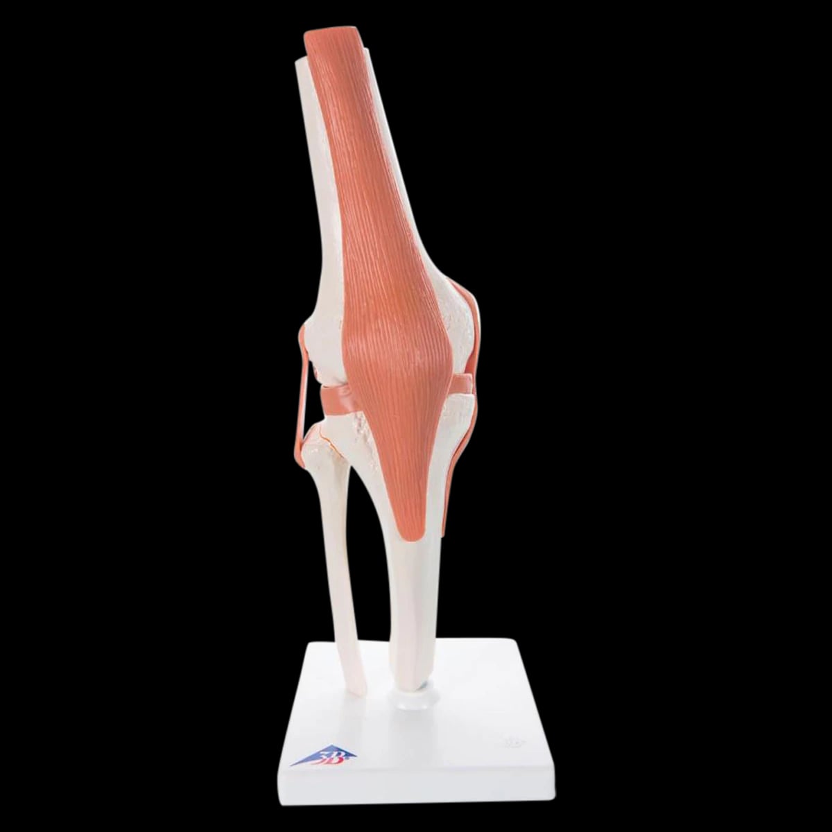 Functional Knee Joint Anatomical Model, Adult Right Knee, Removable Parts, 5x5x13-1/2"