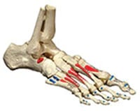 Painted Foot Anatomical Model, Adult Right, on Elastic (Osta International)