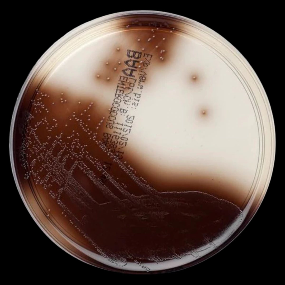 Remel Bile Esculin Azide Agar (BEAA) Culture Monoplate, 10/Box