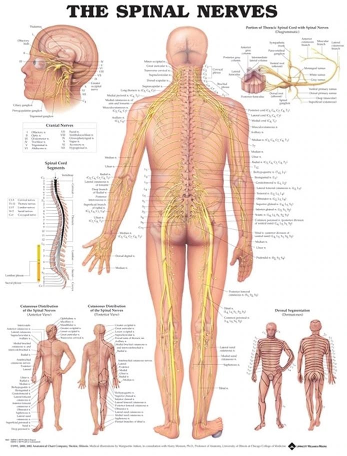 Spinal Nerves Anatomical Chart, Mounted, 20" x 26"