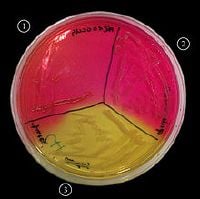 BBL Difco Coagulase Mannitol Agar, Dehydrated Culture Media, 500g, Each