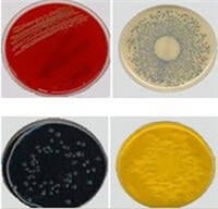 Remel Sabouraud Dextrose Agar with Chloramphenicol, 26 mL Plate, 10/Package