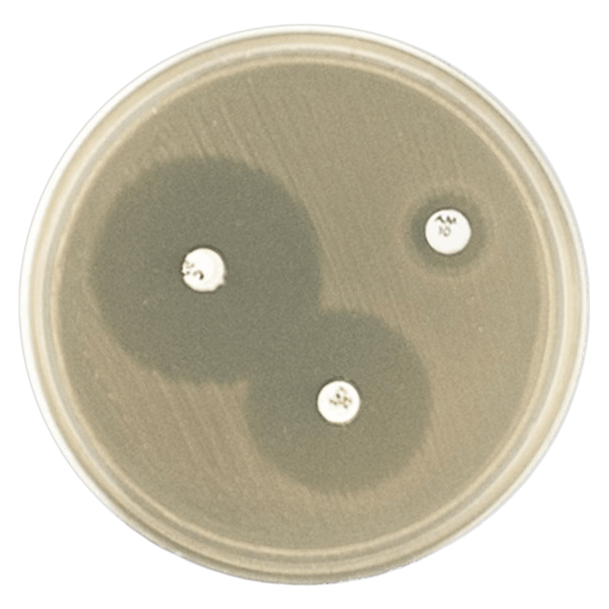 Remel Haemophilus Test Medium (H. Test) Culture Plate, 10/Package