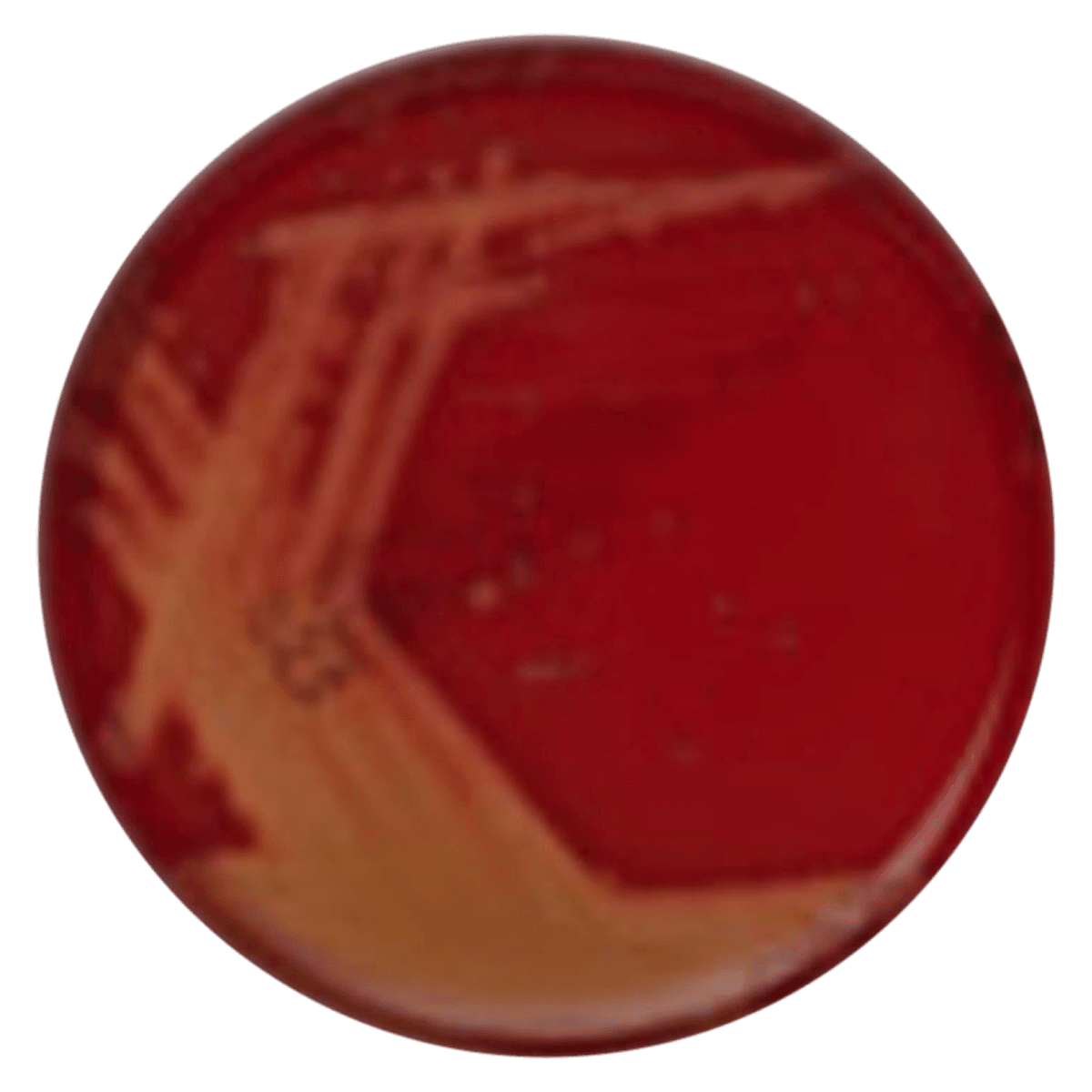 Remel Clmb CNA Monoplate Agar, Columbia with 5% Sheep Blood, 10/Package