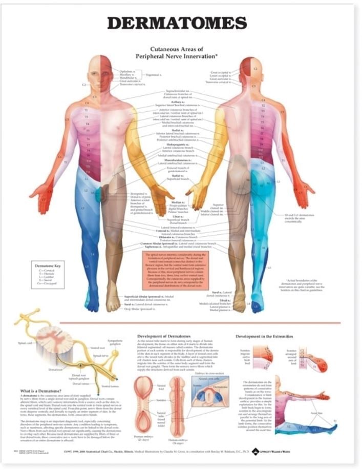 Dermatomes Anatomical Chart, Mounted, 20" x 26", Paper, Each
