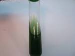 Remel Pseudomonas P Agar Slant, 20/Package