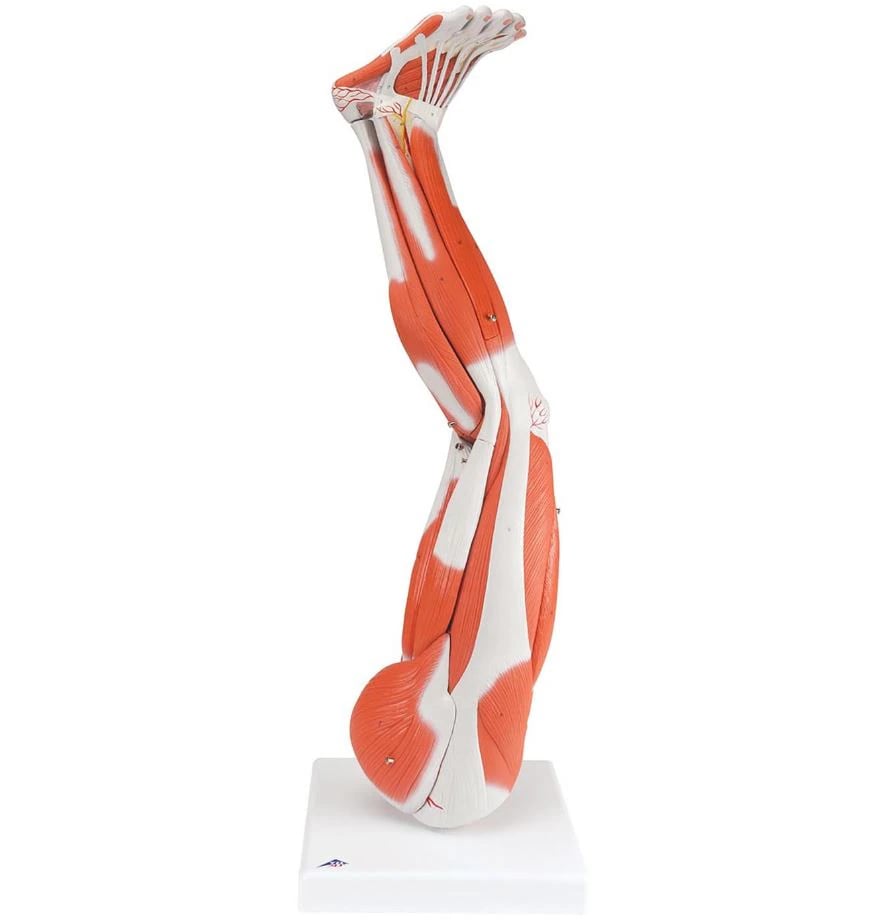 Muscles of the Leg Anatomical Model, Adult Left, Removable, 30x10x10"