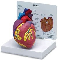 Nasco Healthcare Heart Anatomical Model with Card, 3-3/4 x 2-1/2 x 2-3/4 in