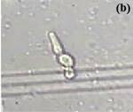 Remel Germ Tube Solution, Lyophilized, 6 x 5 mL