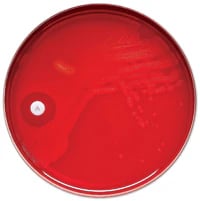 BD Taxo Pneumococci Disc (Sensi-Disc Sensitivity Disk), Taxo P, 10/Package