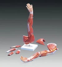 3B Scientific Arm Muscle Dissectible Model, Adult Left, Each
