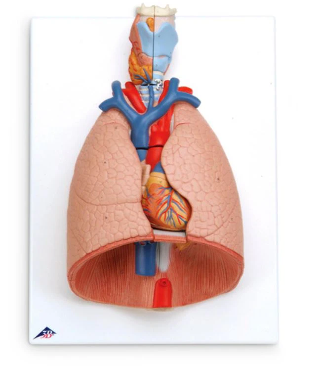 Model Lung with Larynx 7-Part Anatomical Model, 12-1/4" x 16" x 4-3/4"