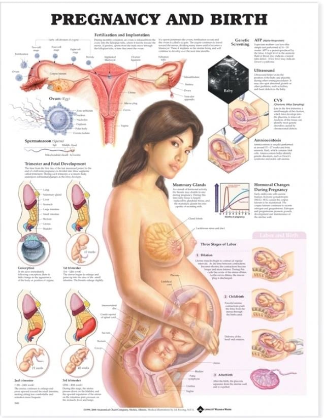 Pregnancy and Birth Anatomical Chart, 20" x 26", Each