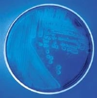 Remel MacConkey Agar with MUG Monoplate, 10/Package