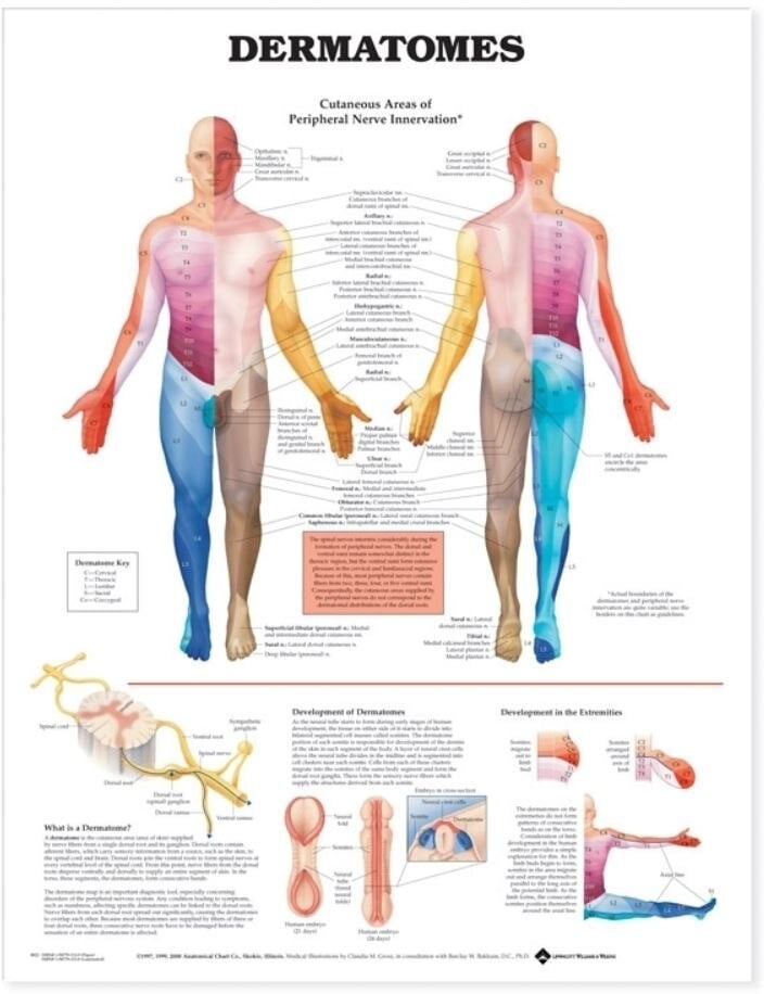 Chart Anatomical Dermatones, 20x26 inches