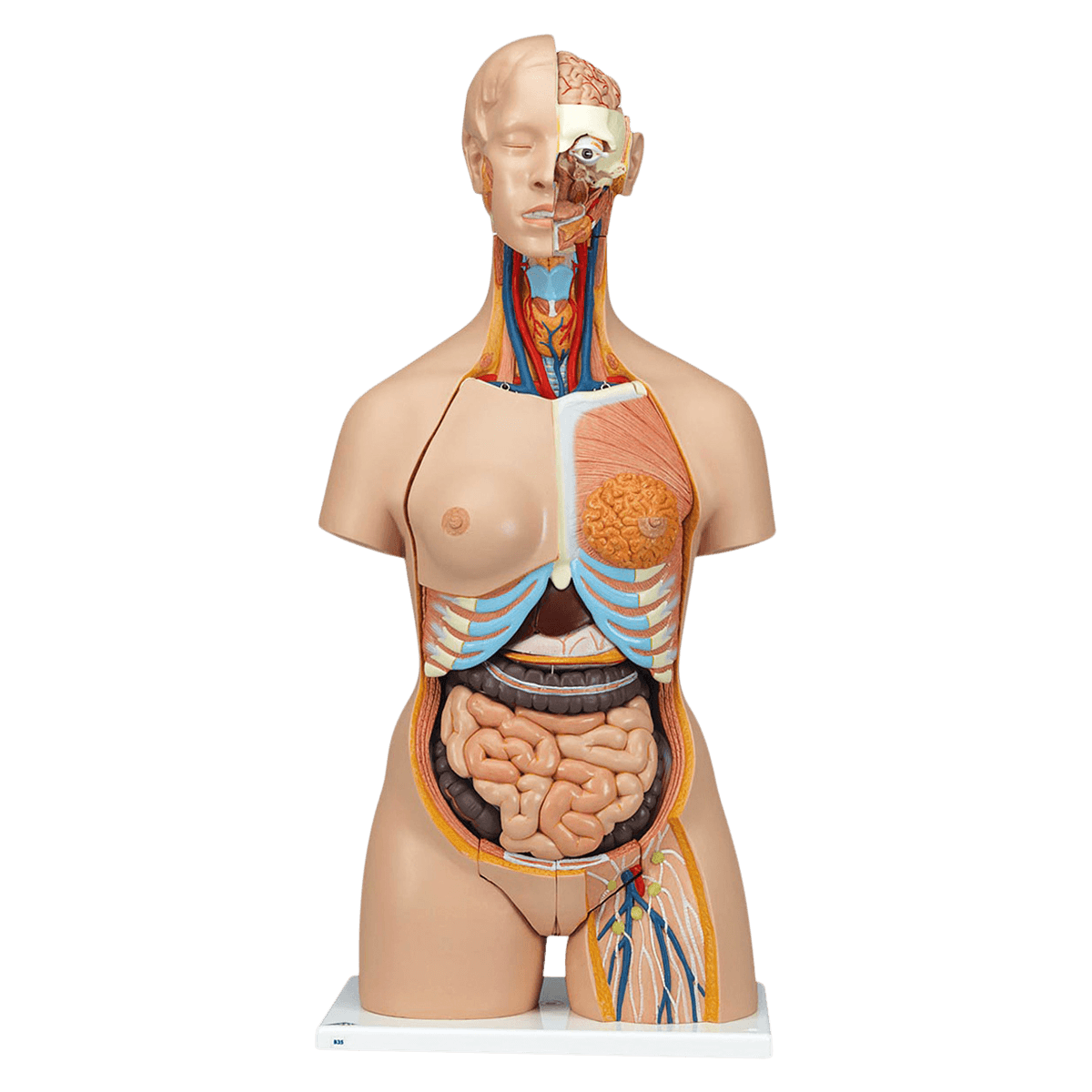 Nasco Healthcare Dual-Sex Torso Anatomical Model