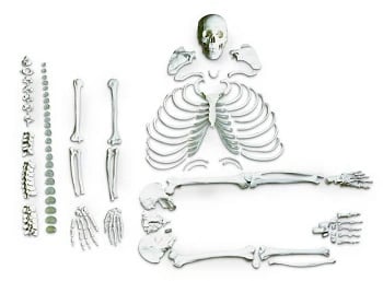 Nasco Healthcare Disarticulated Skeleton Anatomical Model, Life-Size, 3-Part Skull