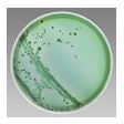 Remel Mueller-Hinton Agar with 5% Sheep Blood Prepared Plates, 10/Pack