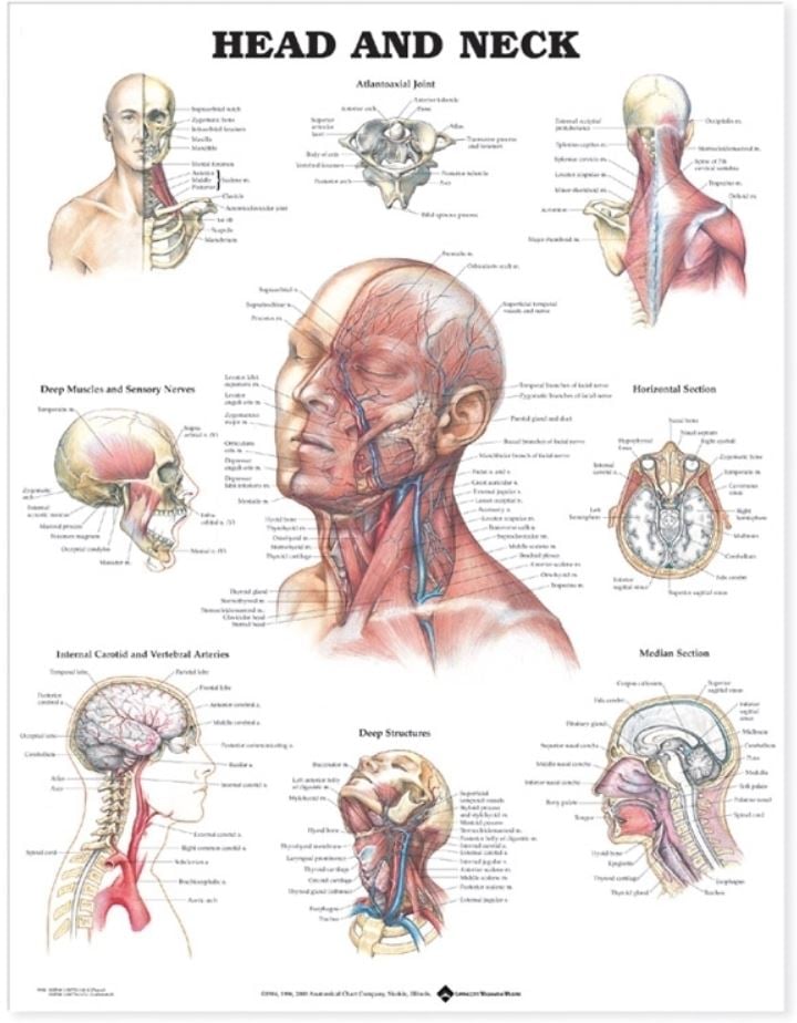 Head and Neck Anatomical Chart, 20" x 26" Wall Chart, Each