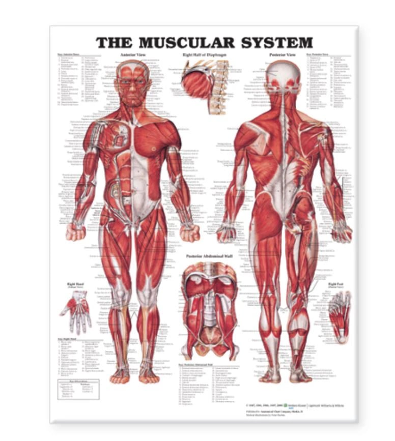 The Muscular System Anatomical Chart, 20" x 26", Each
